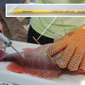 One gloved hand holds a reddish fish on a table while an ungloved hand holds a small tool just used to insert a dart slightly below the top fin. A small photo inserted over part of the main photo shows a close-up view of a small, spear-like rod with a white point on one end and black writing on the yellow portion.