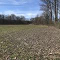 A harvested field spans out with trees lining the right edge and far side on a sunny day.