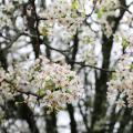 A close-up picture of a cluster of white flowers, which individually have five petals on light-green stems. Other clusters on the tree are out of focus in the background. 