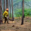 Man wearing hardhat and gloves walks across a stand of pine trees with a handheld torch pipe igniting pine straw on the ground. Background includes lines of low flames, greenery and smoke.