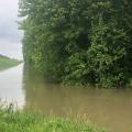 A green mass of hardwood trees rise up from floodwaters beside a long, raised levee.