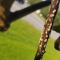 White spots line all sides of a narrow branch seen in the foreground of a tree beside the road.