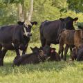 Beef cows in a field