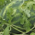 A watermelon lies in the vines in a field.