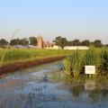 Rice growing in a wet field.
