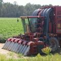 A red cotton picker sits in front of a cotton field.