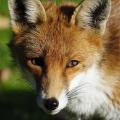 A red fox with a white neck.