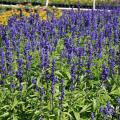 Scores of purple flower spikes rise from a bed of green foliage.