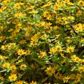 A green bush is covered in scores of yellow blooms.