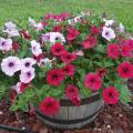 Red and white flowers with purple centers cover a plant growing from a wooden barrel.