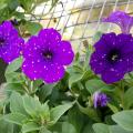 Individual purple flowers rise above the greenery placed on an open-grid surface.