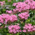 Dozens of pink flowers in clusters rise above green foliage.