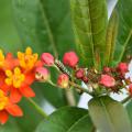 A yellow-and-black-striped caterpillar rests on a stem in a cluster of orange and yellow flowers.