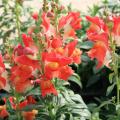 Orange flowers are arranged in rows on vertical stems.