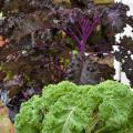 Plants with ruffled, purple leaves and ruffled, green leaves.