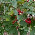 A branch has green leaves and clusters of red berries along its length.