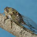 A winged, greenish insect rests on a branch.