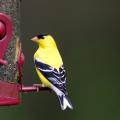 An American goldfinch sits on a bird feeder.