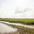Water stands in a corn field