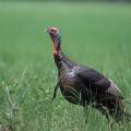 An adult male turkey is in a field.