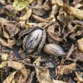 Pecans