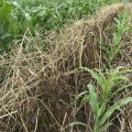 Small corn plants grow in a row among dead grasses.