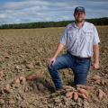 A man kneels in a sweet potato field.