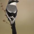 A bird with black and gray feathers perches on a stem.