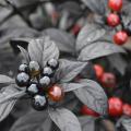 Clusters of round, red fruit and black fruit are held above black leaves.