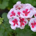 A cluster of small, white flowers with red centers.