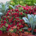 Bluish-green, upright leaves are interspersed with a mound of red flowers.