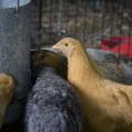 Chickens feed inside a fenced enclosure.