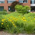 Yellow flowers bloom in the landscape in front of a building.