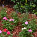 Mulch surrounds small flowering plants.