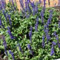 Spikes of purple flowers extend from green foliage.