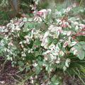 A shrub has green leaves with white and red markings.