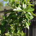 A branch is loaded with flower buds.