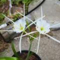 A reed-like plant has delicate white blooms.