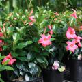 Pink flowers bloom on a row of small shrubs.