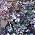 White and green variegated foliage has pink blooms.