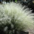 White ornamental grasses glow in the sunlight.