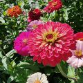 A large, red flower is surrounded by smaller, red and white flowers.