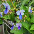 Small, purple flowers bloom on a shrub.