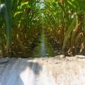 Water stands between corn rows.