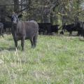 Black cows stand in a herd in a green pasture near trees.