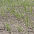 Young rice plants stand in a field.