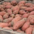 A large volume of sweet potatoes in a container.