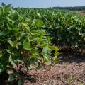 Lush soybean plants grow in rows.