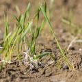 Tiny, grassy plants.