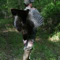 Hunter with harvested turkey on his back.